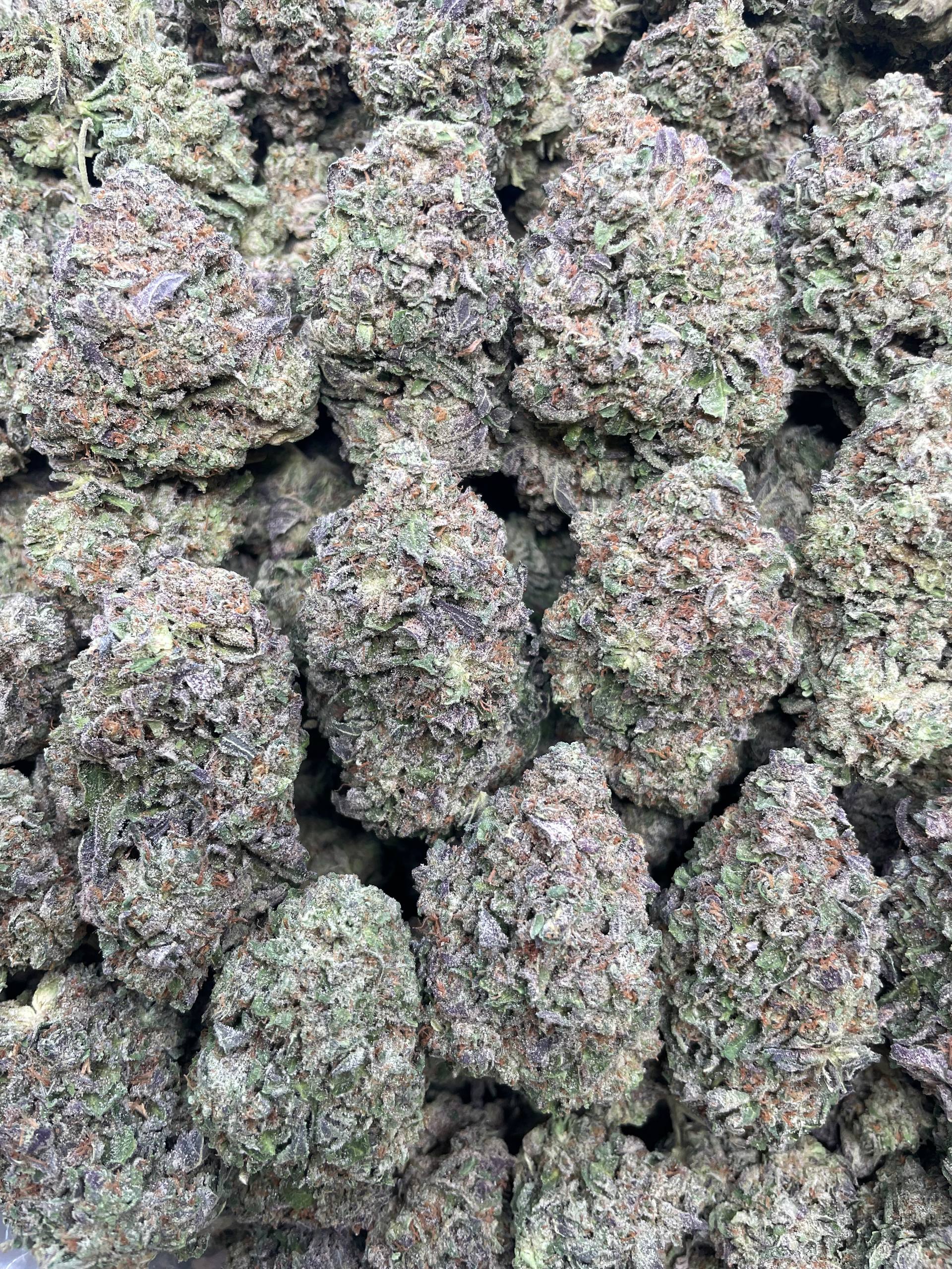 Gelato Runtz – 1 lb