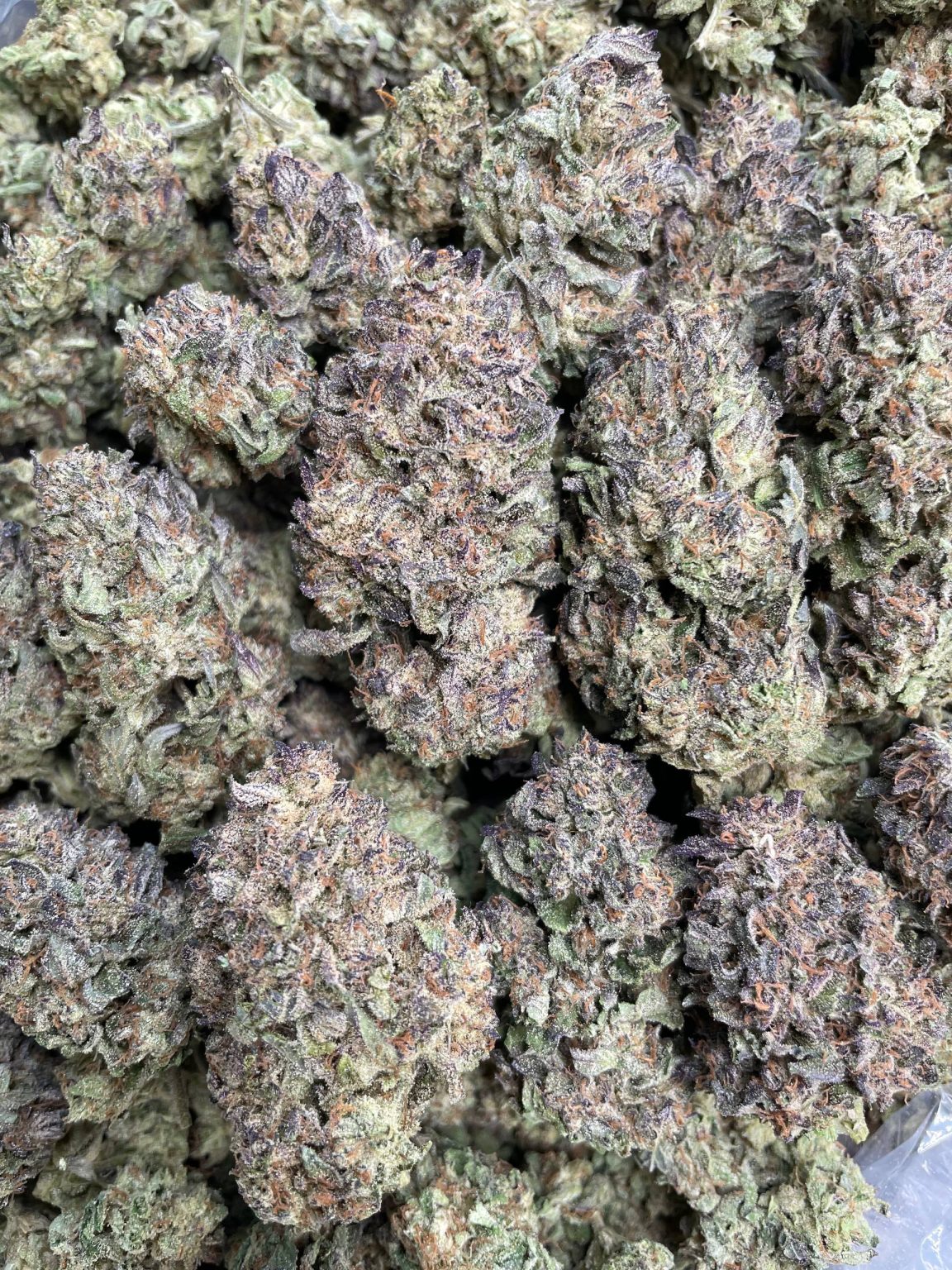 Gelato Cream – 1 lb
